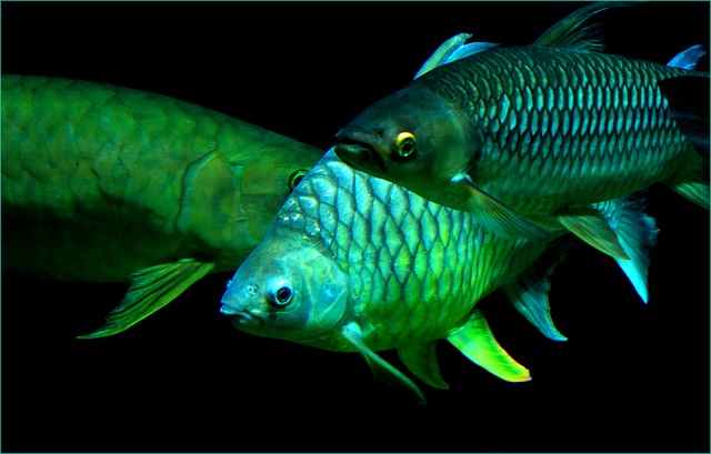 Fish The Food Of Brain And Healthy Heart