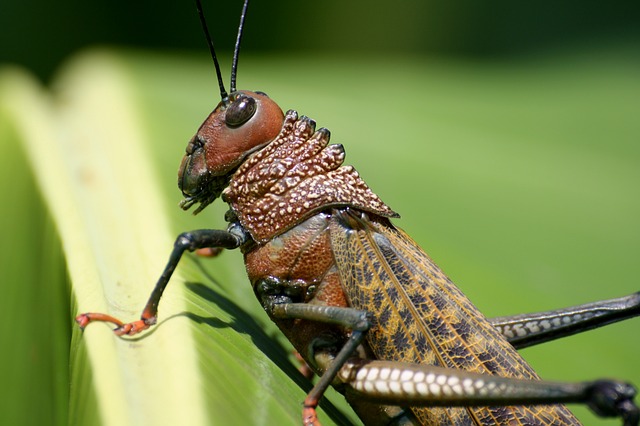 The Ant And The Cricket By Adopted From Aesop's Fables