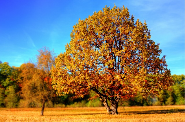 On Killing A Tree By Gieve Patel