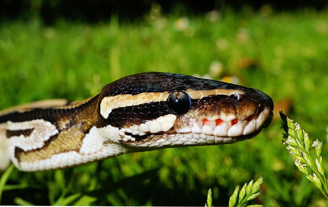 The Snake Trying By W.W.E Ross